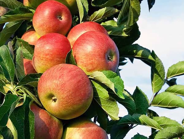 تصویر 5 از قیمت خرید سیب قرمز فرانسه + فروش ویژه